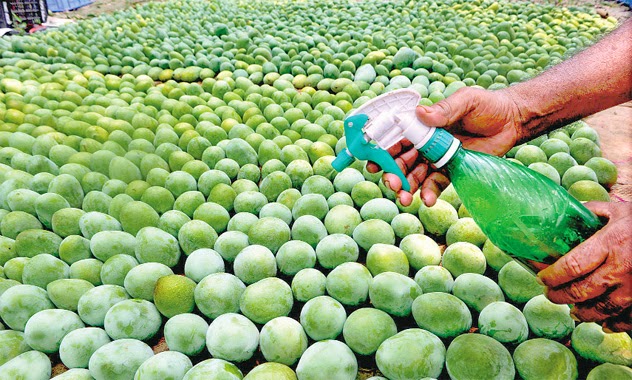 mango ripening